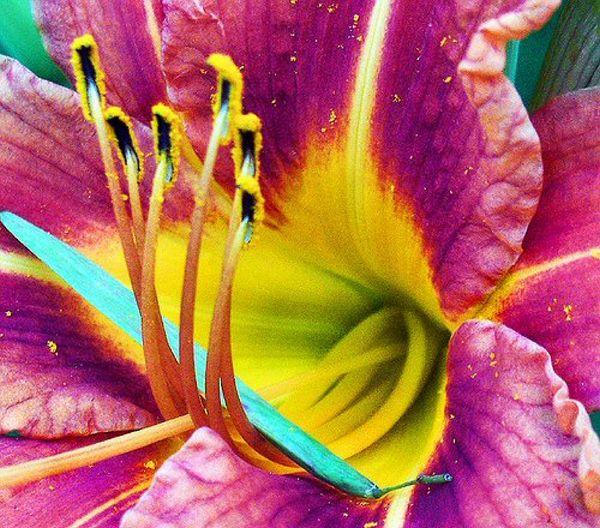 Lilies Set 03 - 68 x A4 Pages to Download